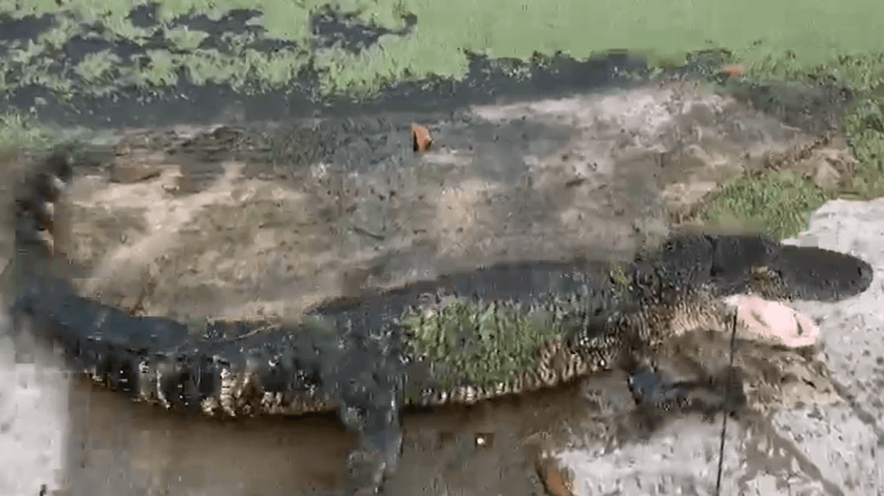 Gator