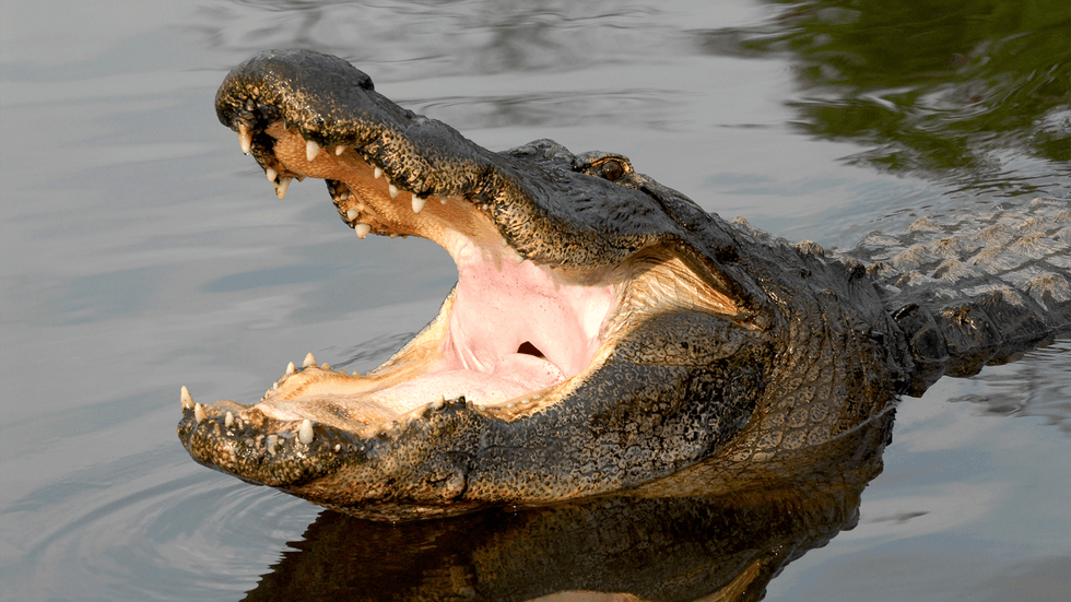 Gatorland, The Alligator Capital of the World\u00ae
