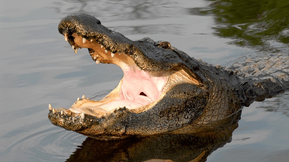 Gatorland, The Alligator Capital of the World\u00ae