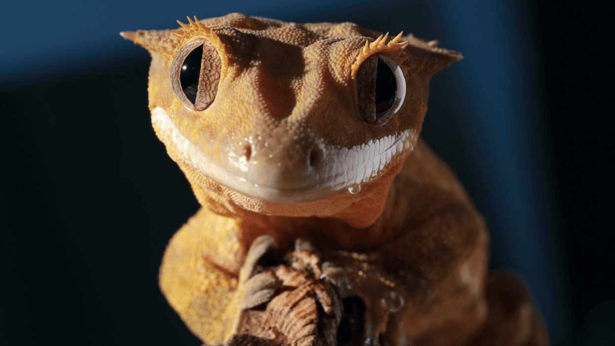 gecko close up