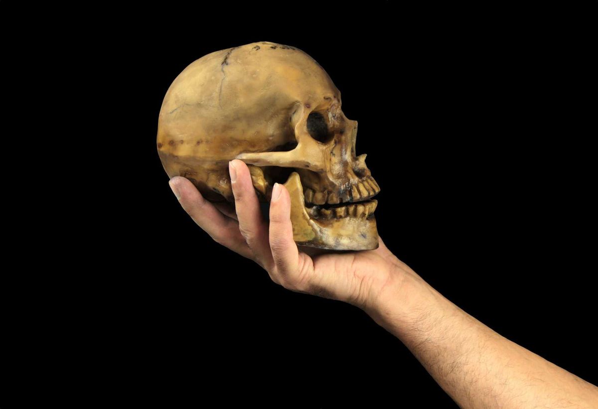 Generic human skull in a person's hand.