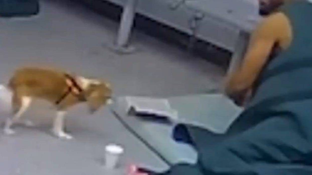 Genesee County Jail inmate attacks comfort dog