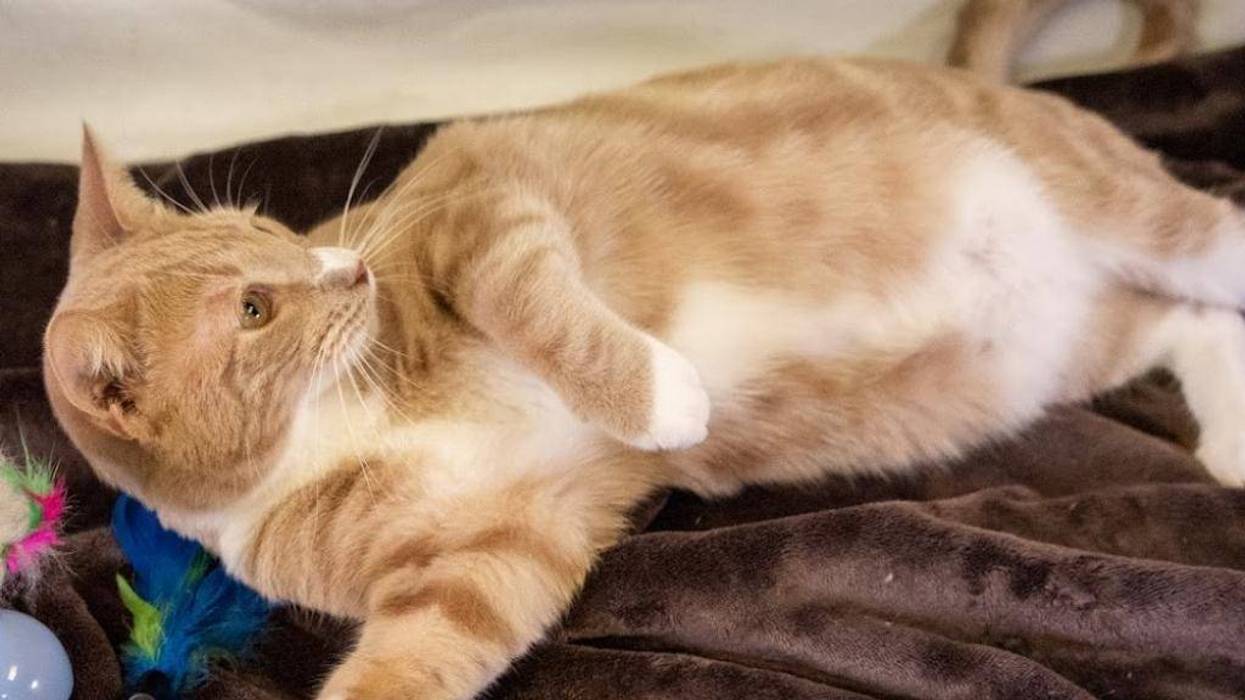 George, an eleven month old orange tabby cat up for adoption at ARE Animal Rescue in Hemet
