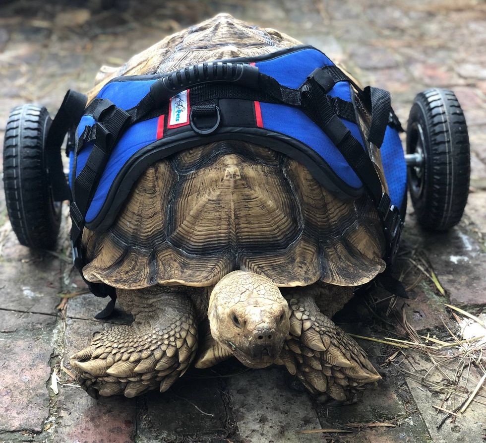 George Bailey the tortoise