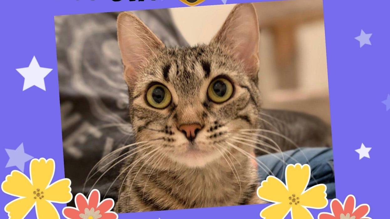 Georgia, a one and a half year old cat up for adoption through ARE Animal Rescue in Hemet