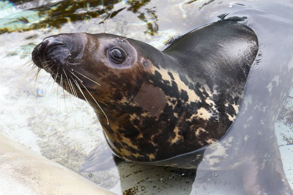Georgie, a 7-year-old grey seal, recently arrived at Brookfield Zoo. When she was only a few months old, Georgie was found stranded on an island in Georgetown, Maine. Due to being fully blind in one eye and functionally blind in the other, authorities at National Marine Fisheries Service deemed her unreleasable back to the wild.