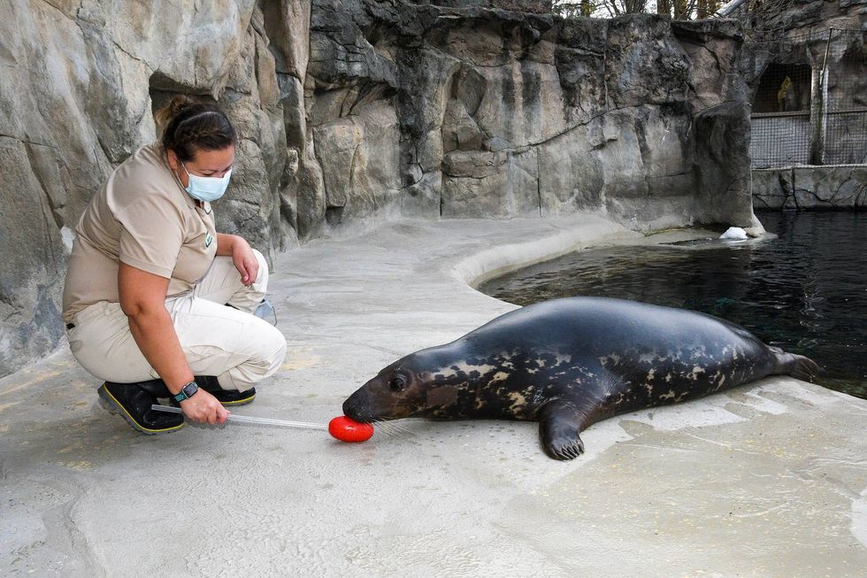 Georgie, a 7-year-old grey seal, with Mairim Martinez, a senior animal care specialist at Brookfield Zoo, during a husbandry training session. Because Georgie has visual impairments, staff use verbal, audible, and tactile cues, including a shaker target—a small buoy that is filled with rocks on the end of a short pole—so she can hear and follow the sound when staff ask her to do a variety of behaviors such as going in and out of the pool.