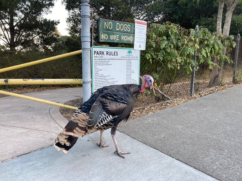 Gerald, as the locals know him, blocks your view of the park