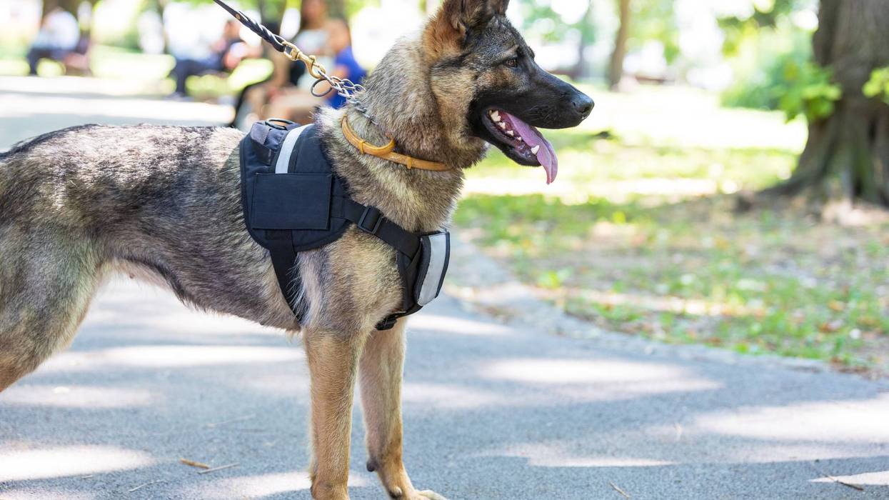 German shepherd service dog standing alertly in a park on a sunny day, wearing a harness and leash