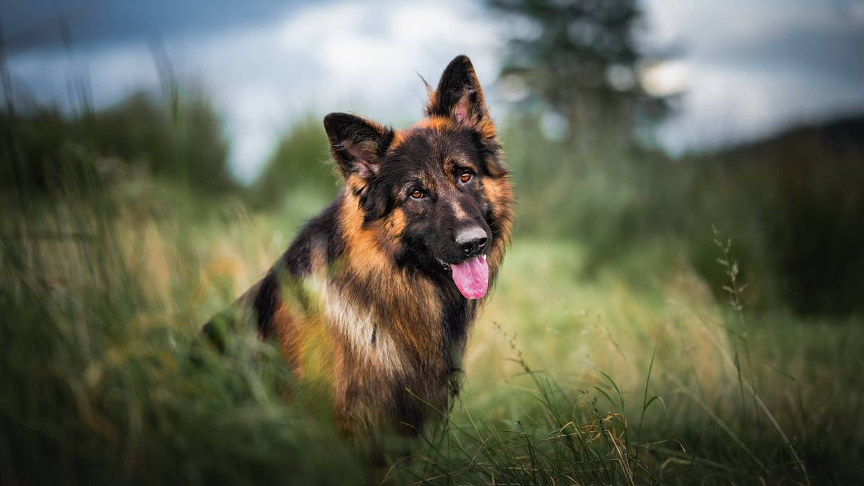 German Shepherd