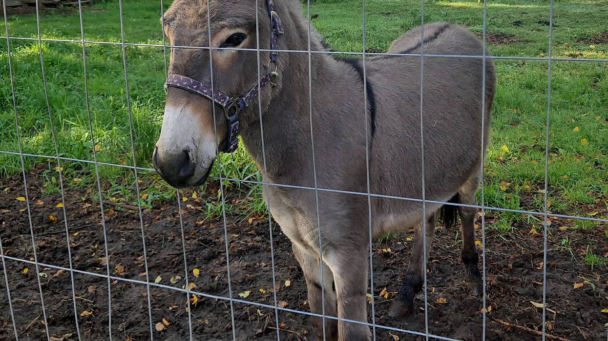 Germany Aggressive Donkey