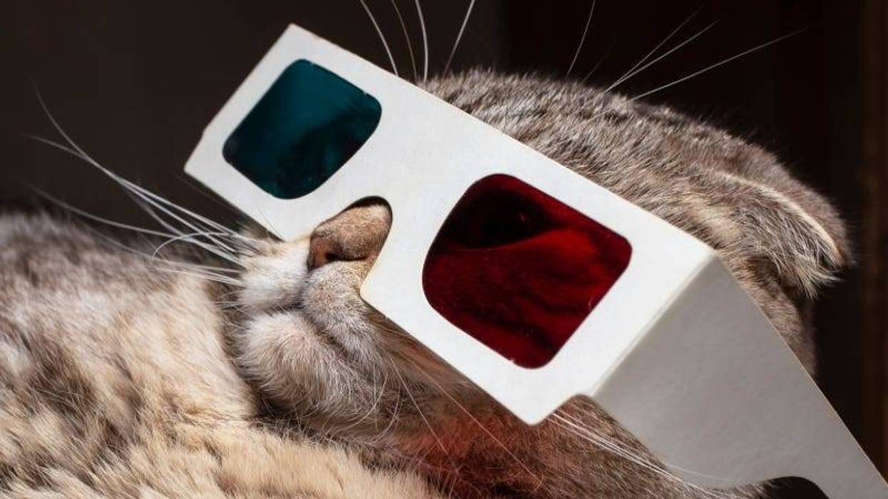 Getty Images Kitty