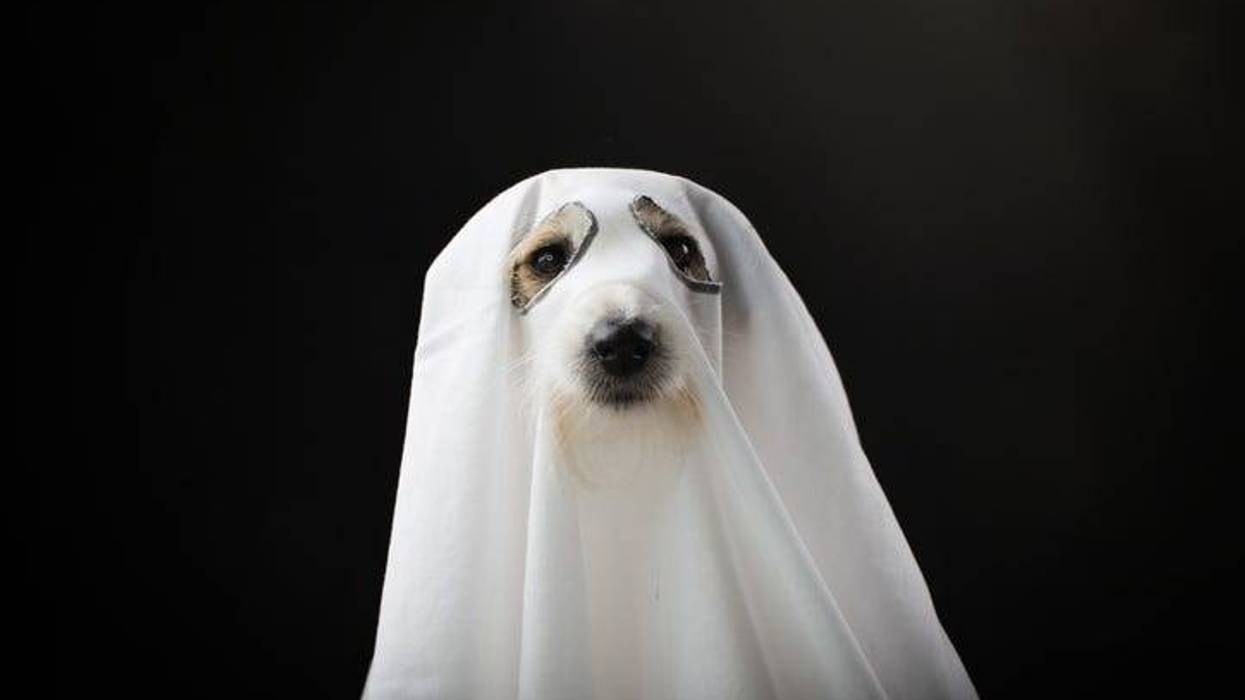 Ghost dog