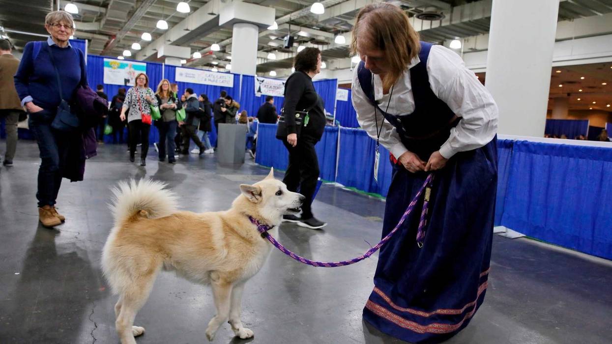 Ghost is competing at the Westminster Kennel Club dog show, but he’s also a therapy dog that makes weekly rounds to see patients, staffers and visitors at a Delaware hospital, and he visits schools.