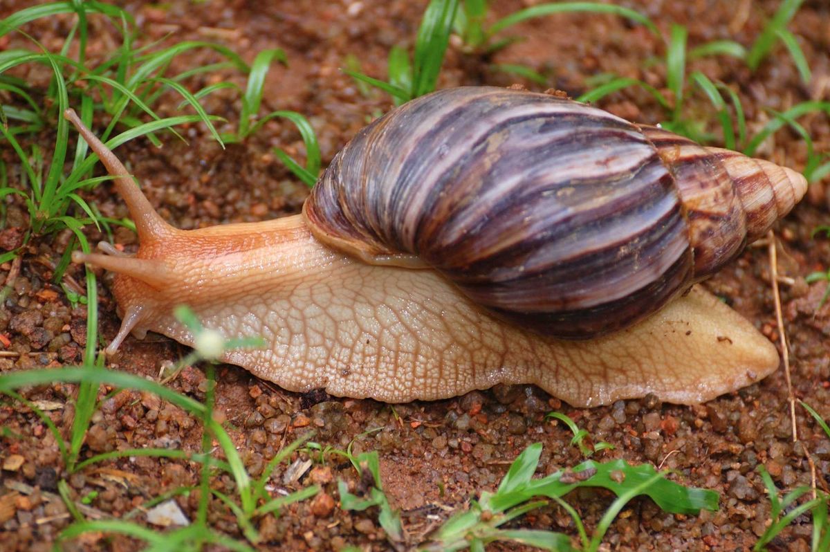 Giant African Land Snail.