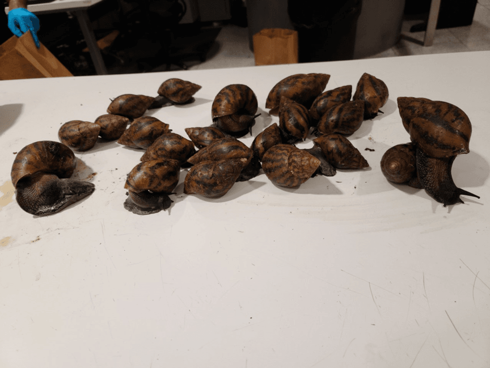 Giant African Snails seized at JFK