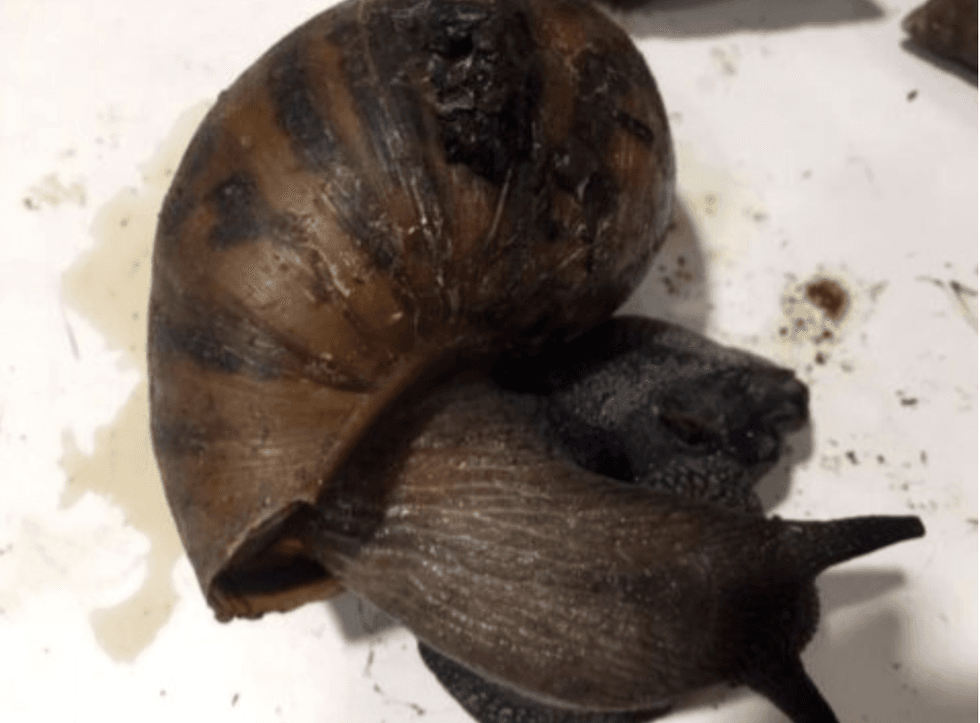 Giant African Snails seized at JFK