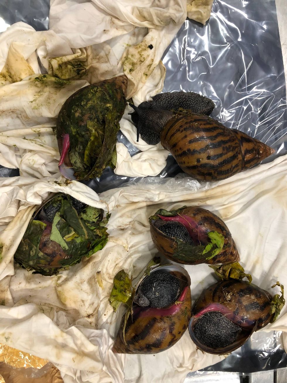 Giant African snails seized at Metro Airport