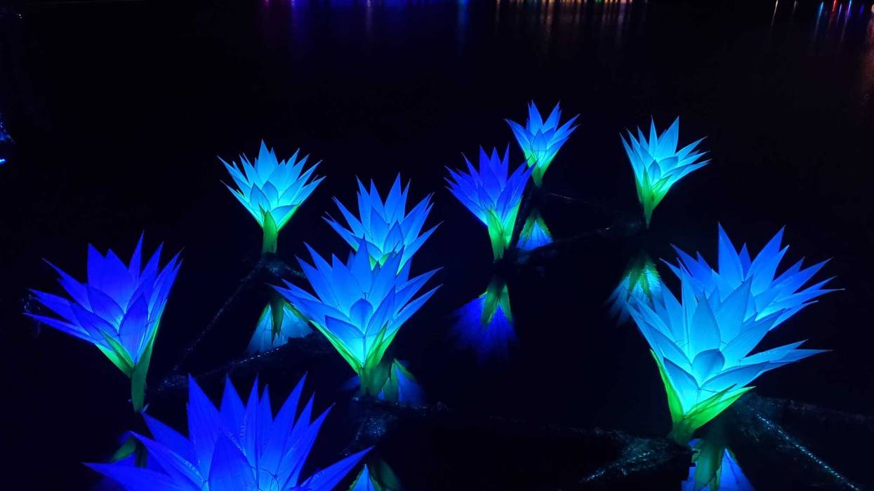 giant lillies lit up