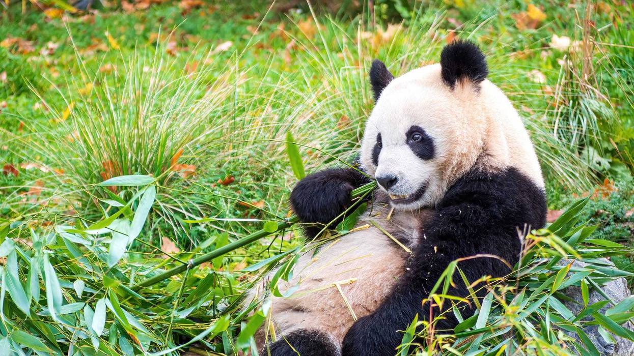 Giant panda eating bamboo.