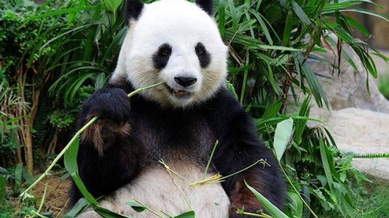 Giant panda eating bamboo