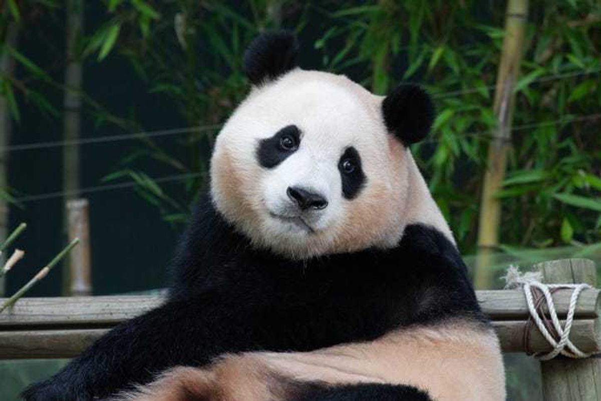 giant panda