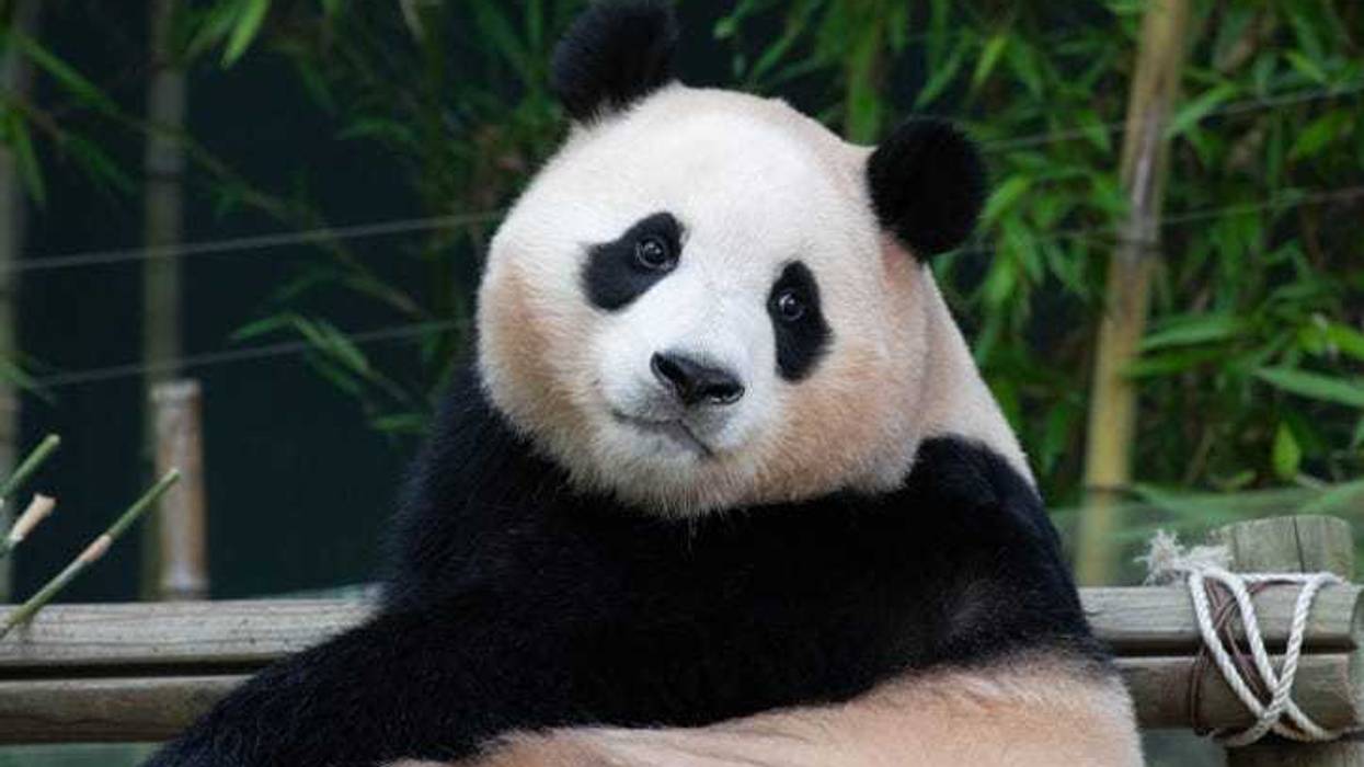 giant panda
