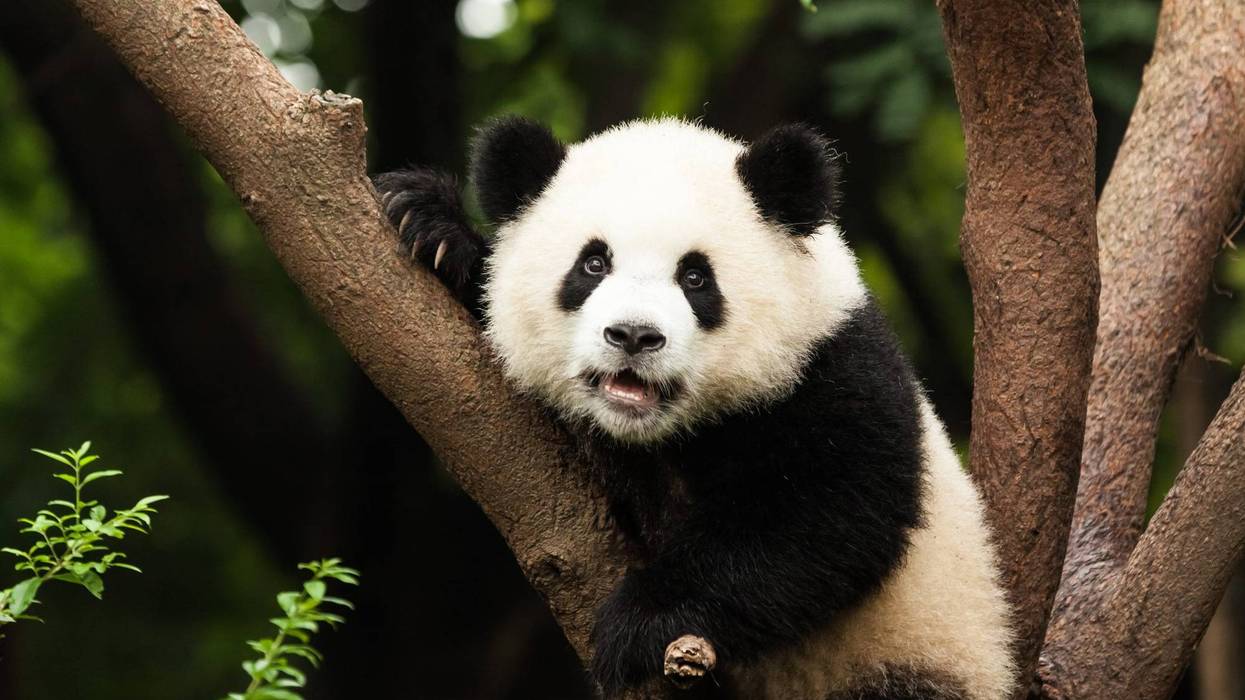 giant panda
