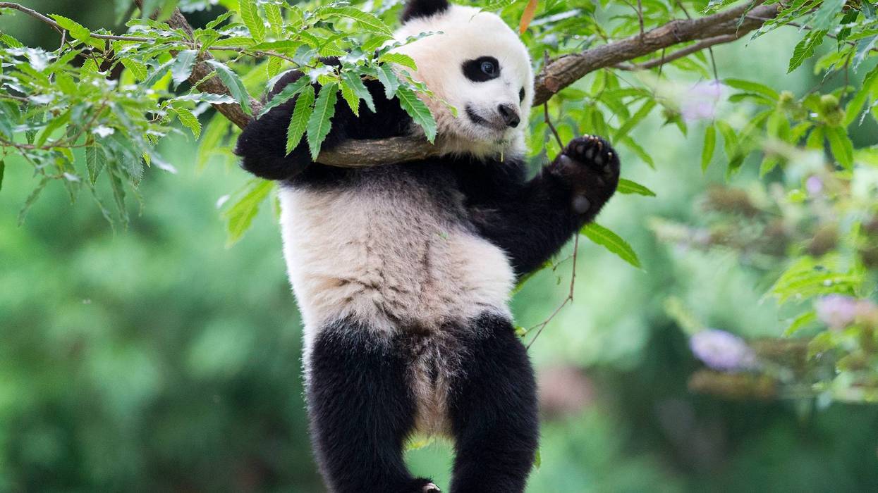 Giant Pandas