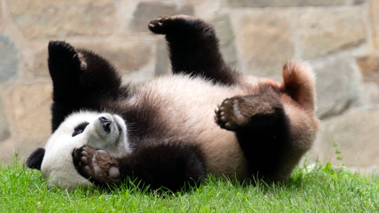 Giant Pandas