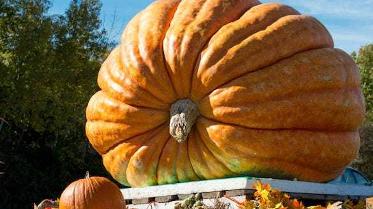 Giant pumpkin on display