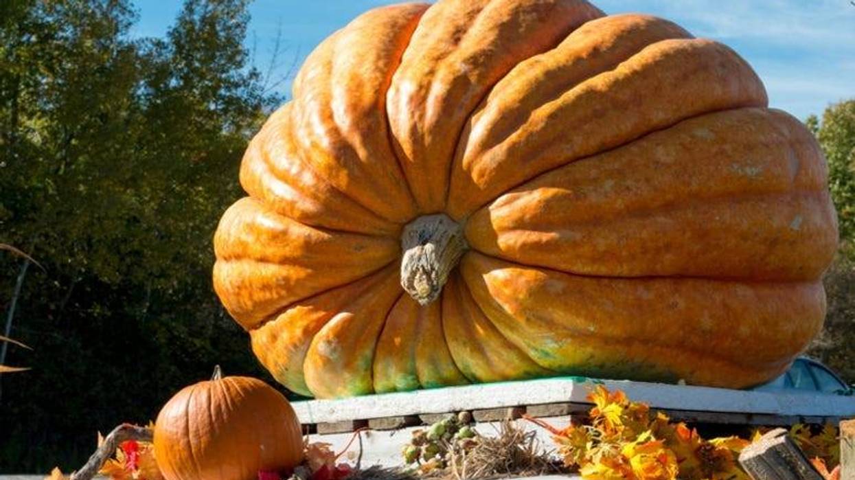 Giant_Pumpkin