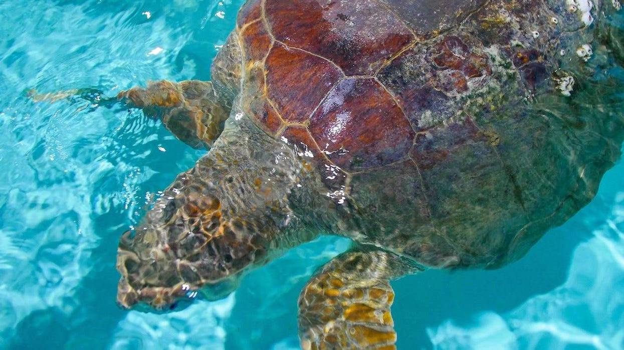 Giant sea turtle gets help from Audubon