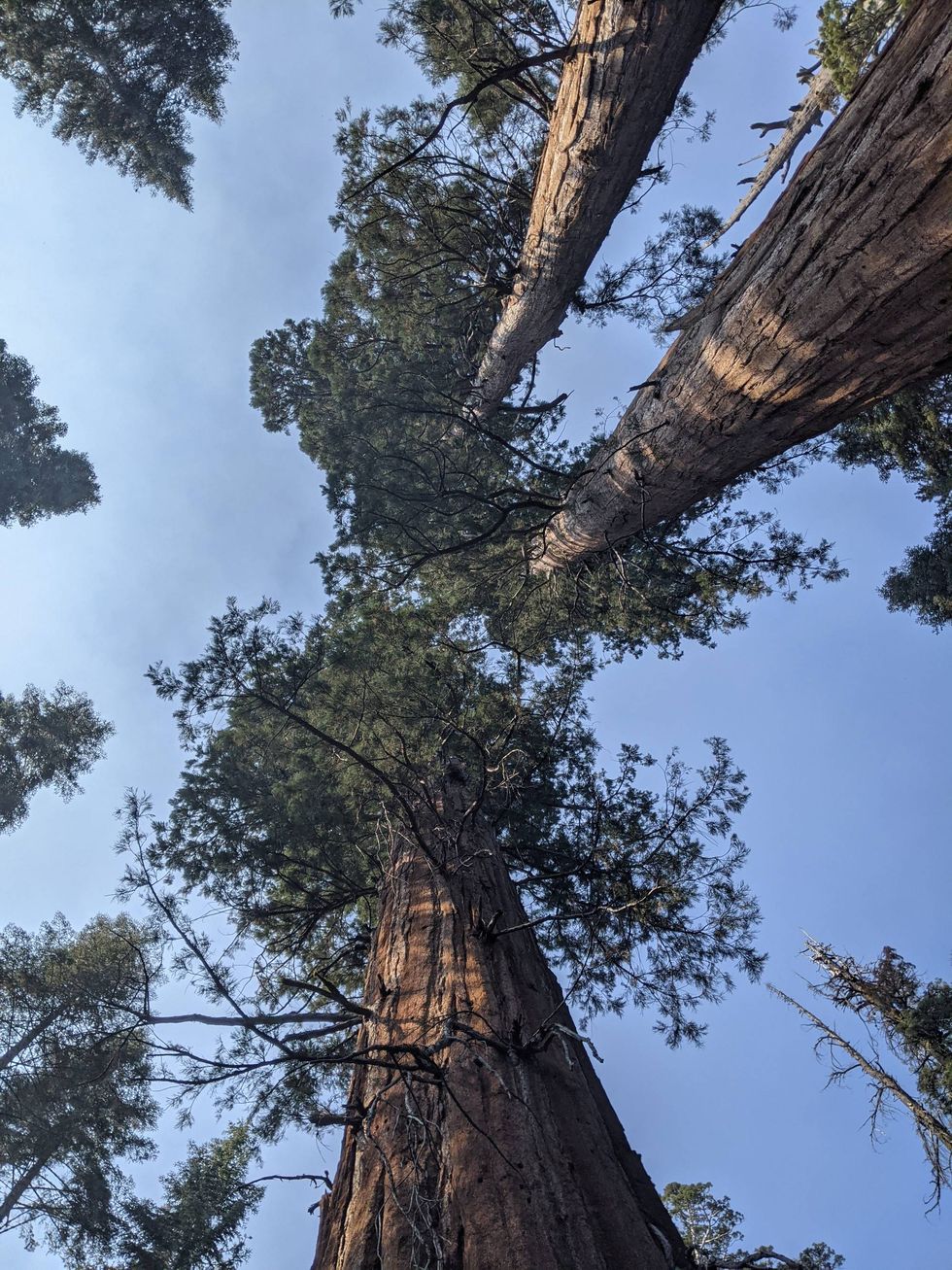 Giant sequoia trees seen in Yosemite National Park.