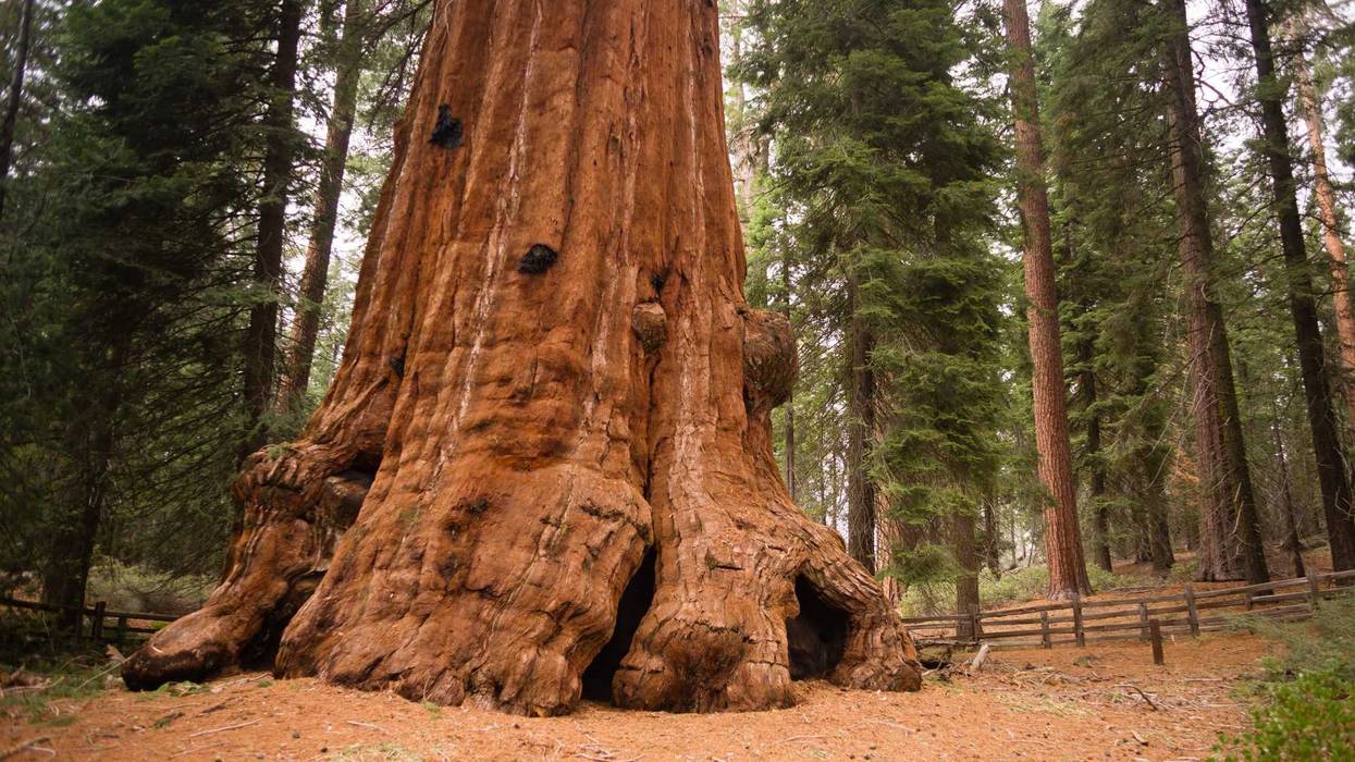 Giant sequoias in Northern California have been wrapped in tin foil to protect against the KNP Complex Fire.