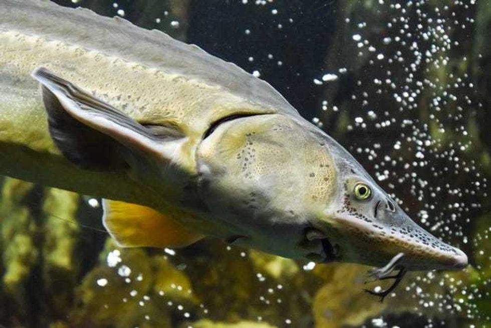 Giant sturgeon