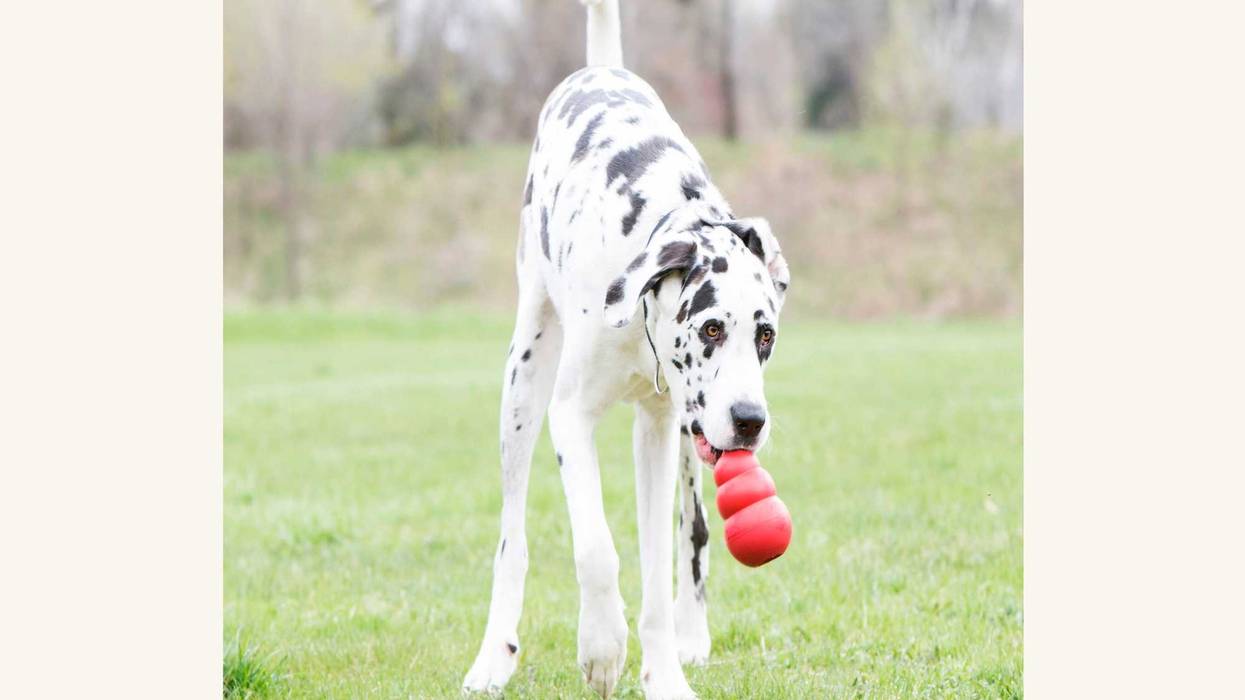 Gift Guide Lonely Dogs