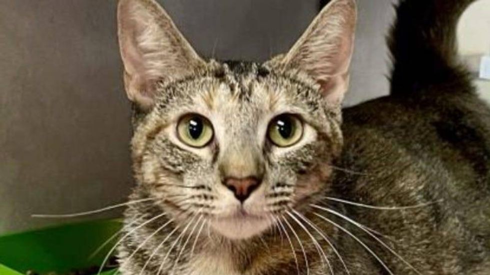 Gigi @ AUstin Humane Society WNW 5/12/21