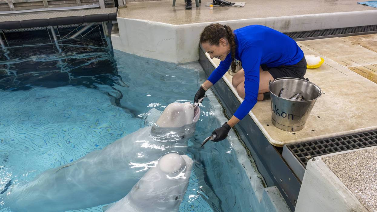 Final two rescued belugas arrive at Shedd Aquarium