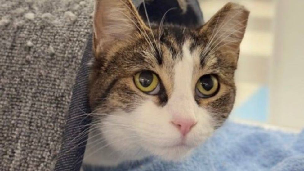 Ginger @ Aust Humane Society 12/11/24