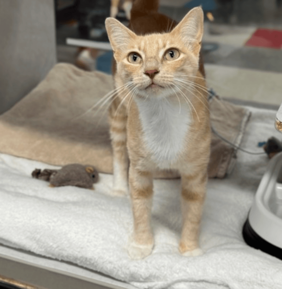 Ginger Spice the cat