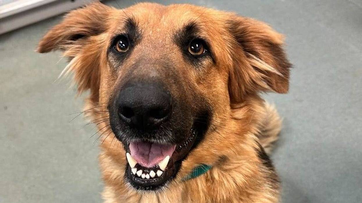 Gingersnap @ Austin Humane Society 3/20/24