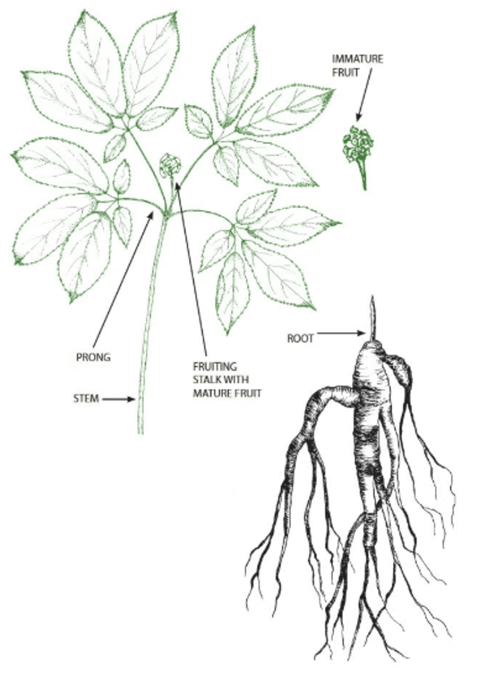 Ginseng sketch