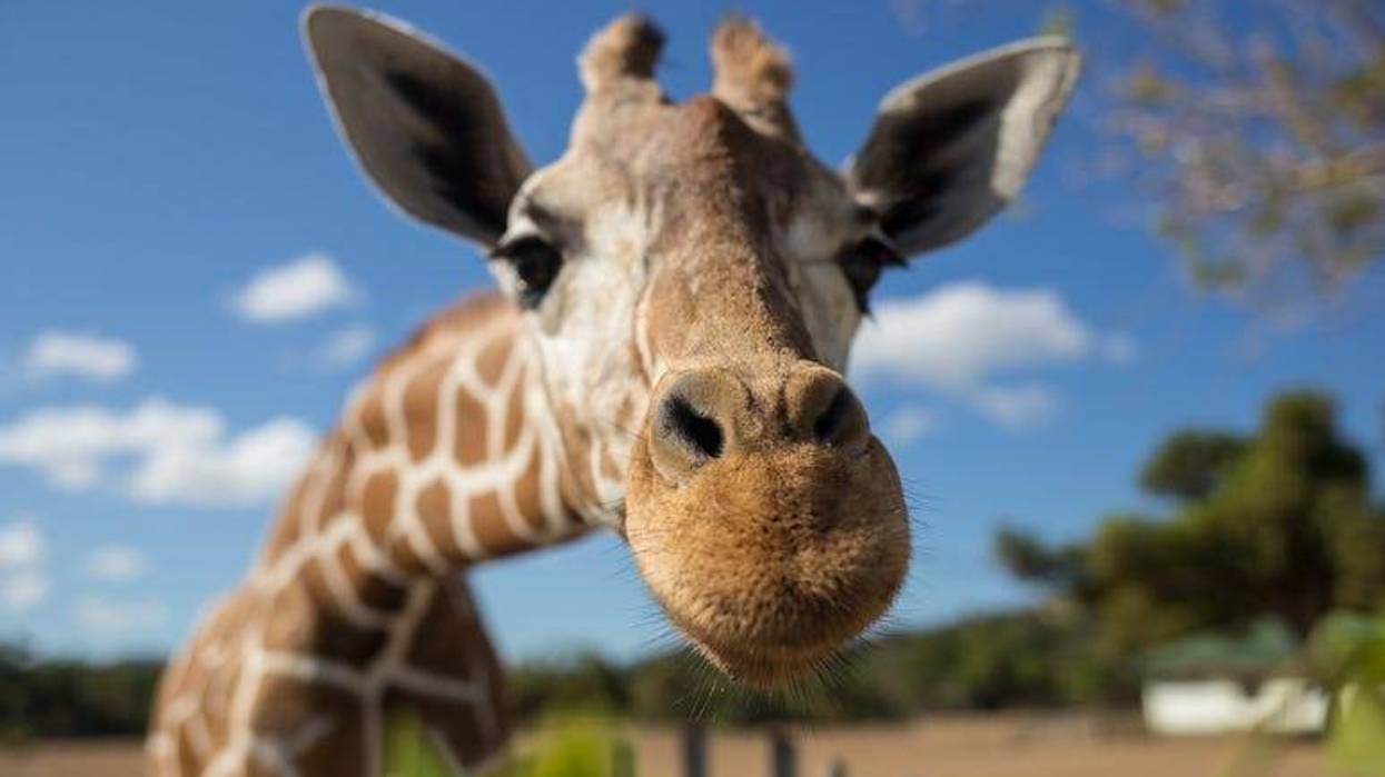 Giraffe, Fisheye, Nose, National Park, Kilimanjaro Mountain