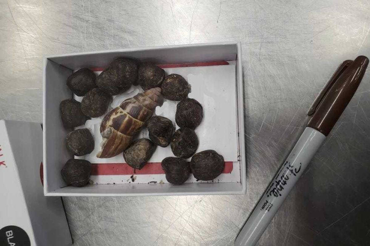 Giraffe Poop, Customs and Border Protection