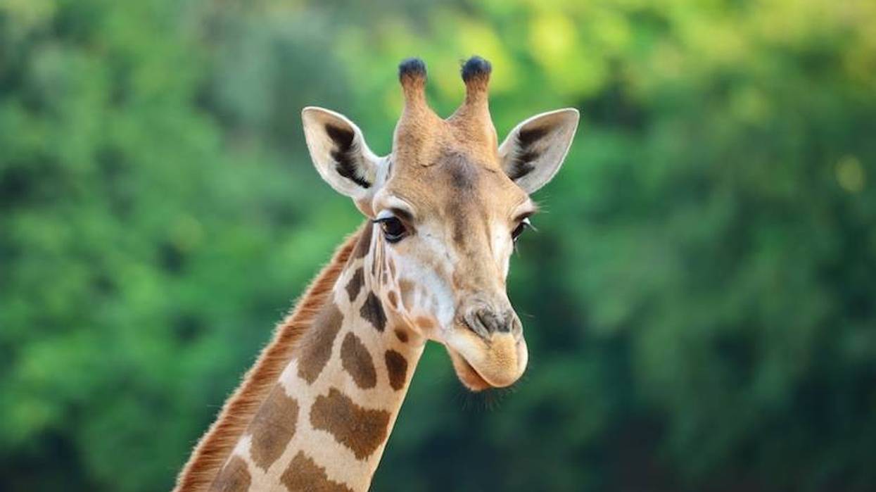 Missing pet giraffe has been wandering around the Texas Hill Country for two weeks