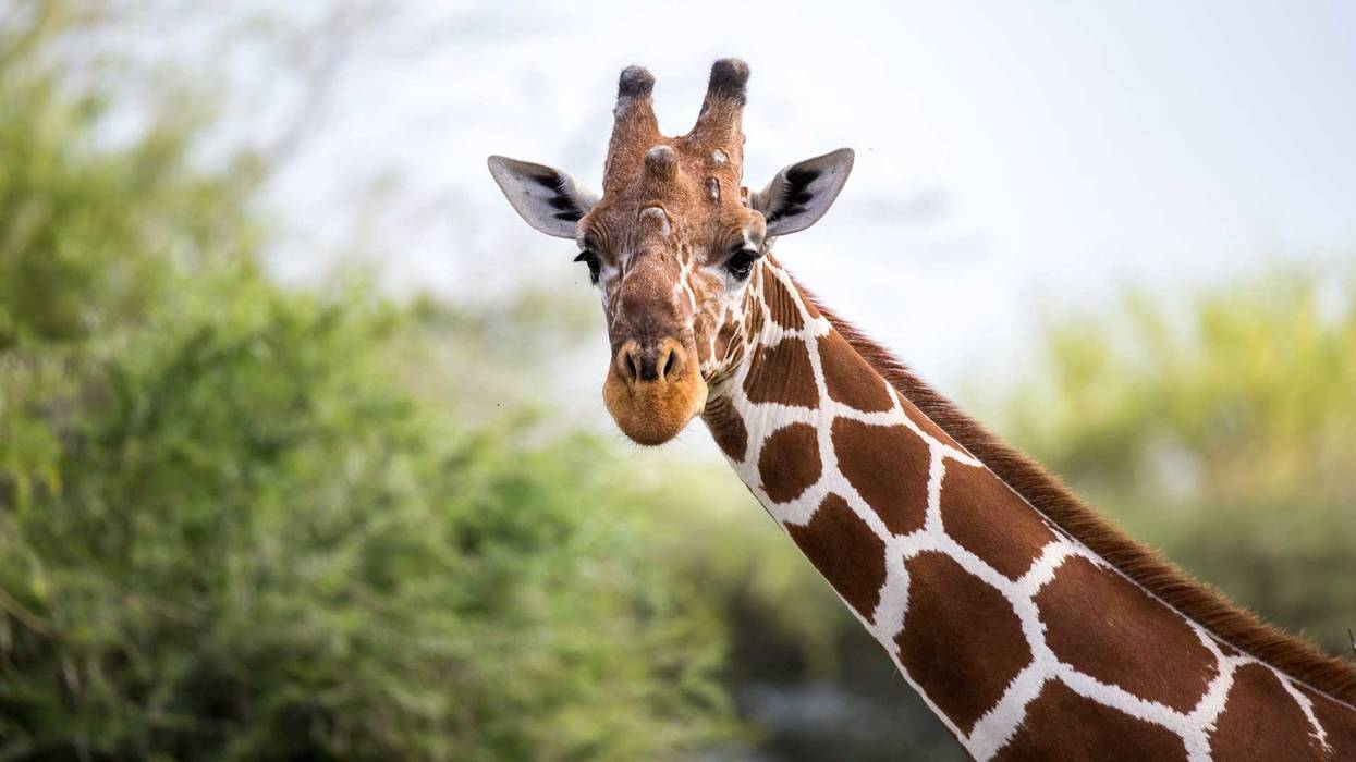 giraffe