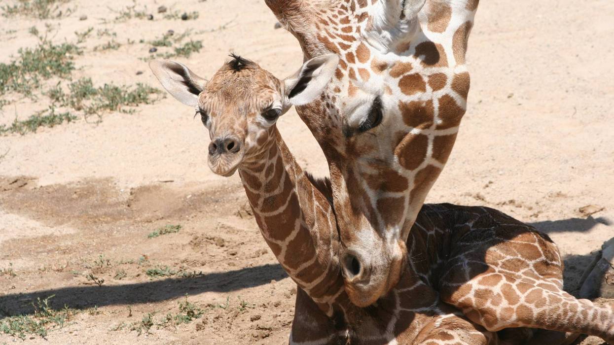 Giraffe