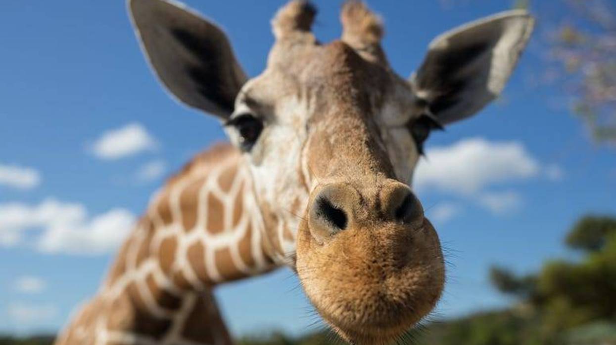 Giraffe
