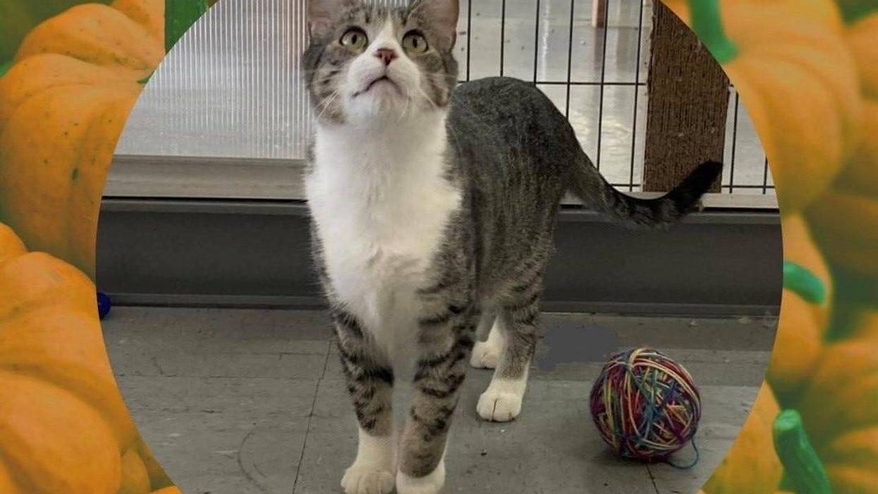 Gizzard, a three year old short hair tabby up for adoption through ARE Animal Rescue